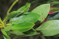 Symbolanthus anomalus