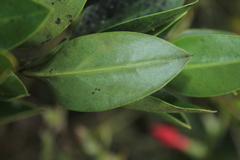 Symbolanthus anomalus