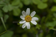 Anthemis chia
