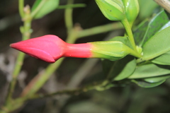 Symbolanthus anomalus