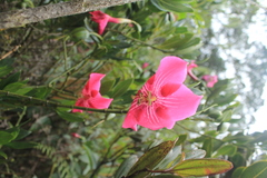 Symbolanthus anomalus