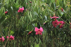 Symbolanthus anomalus