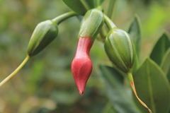 Symbolanthus anomalus