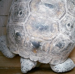 Gopherus flavomarginatus