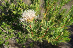 Protea lanceolata