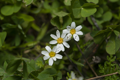 Anthemis chia