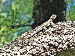 Tropidurus spinulosus