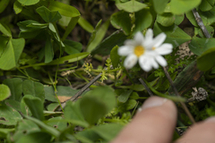 Anthemis chia