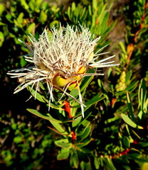 Protea lanceolata