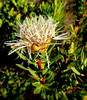 Protea Sect. Melliferae - Photo no rights reserved, uploaded by Di Turner
