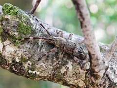 Hexatricha pulverulenta