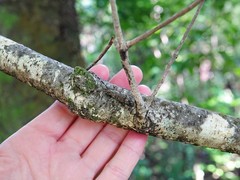 Hexatricha pulverulenta