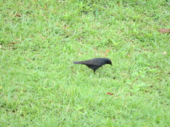 Molothrus bonariensis