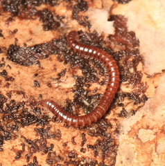 Proteroiulus fuscus
