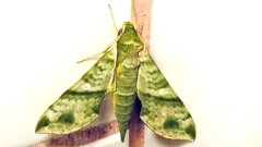 Xylophanes pistacina