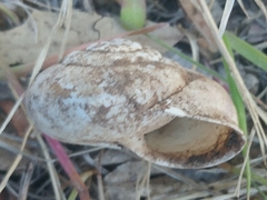 Helminthoglypta willetti
