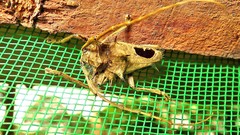 Megabasis speculifera