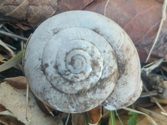 Helminthoglypta willetti