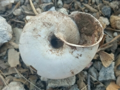 Helminthoglypta willetti