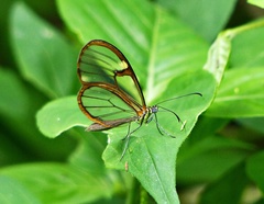 Episcada hymenaea hymenaea