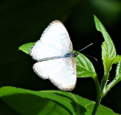 Mestra hersilia apicalis