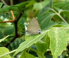 Allosmaitia strophius