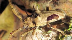 Megabasis speculifera