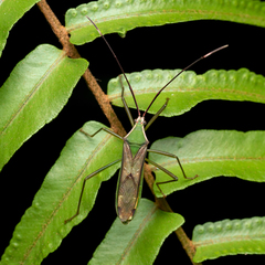 Homoeocerus angulatus