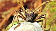 Megabasis speculifera