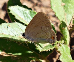 Strymon rufofusca