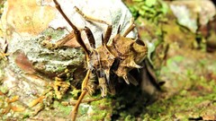 Megabasis speculifera