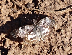 Chiomara asychis autander