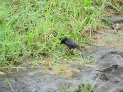 Molothrus bonariensis