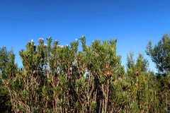 Protea lanceolata