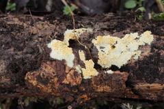 Lindtneria leucobryophila