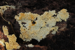 Lindtneria leucobryophila