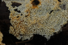 Lindtneria leucobryophila