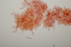 Lindtneria leucobryophila