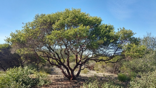 Image of Arctostaphylos rudis by (c) Casey H. Richart, some rights reserved (CC BY)