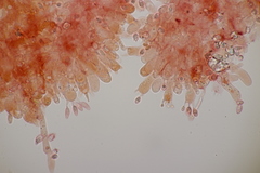 Lindtneria leucobryophila