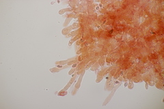 Lindtneria leucobryophila