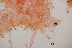 Lindtneria leucobryophila