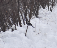 Perisoreus canadensis image