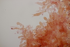 Lindtneria leucobryophila