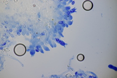 Lindtneria leucobryophila