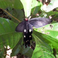 Byasa polyeuctes