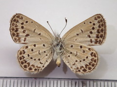 Pseudozizeeria maha