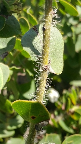 Image of Arctostaphylos purissima by (c) Casey H. Richart, some rights reserved (CC BY)