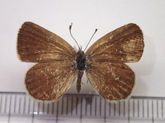 Pseudozizeeria maha