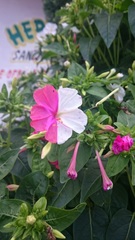 Mirabilis jalapa